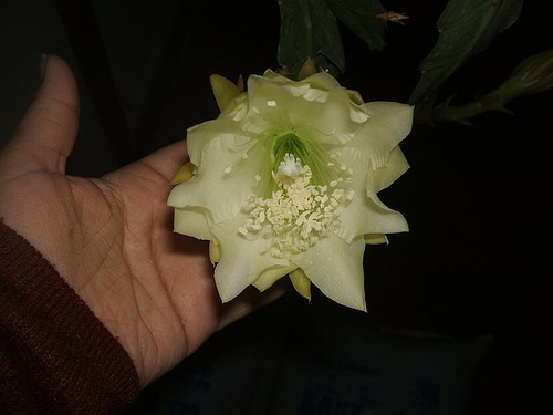 crenata orchid cactus